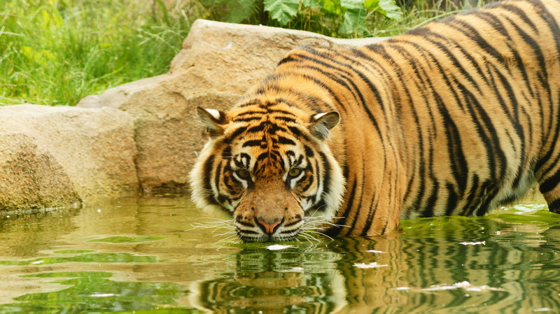 tigris River, predator, big cat, standing, tiger, animal wildlife, feline, animal themes, hunter, plants, danger, zoo, vertebrate, cat, sumatran, endangered