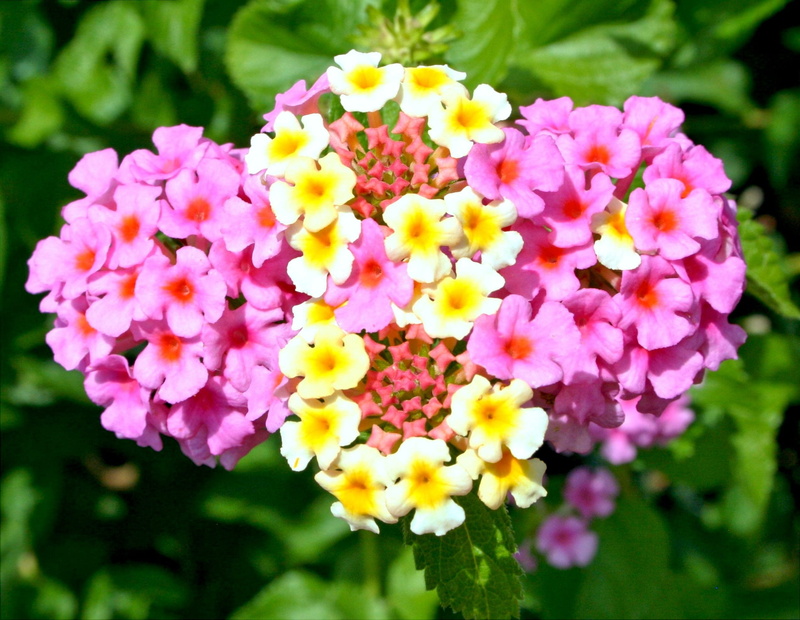 Yellow, bloom, plant, vulnerability, fragility, springtime, Flowers, no people, close-up, day, floral, outdoors, focus on foreground, inflorescence, nature