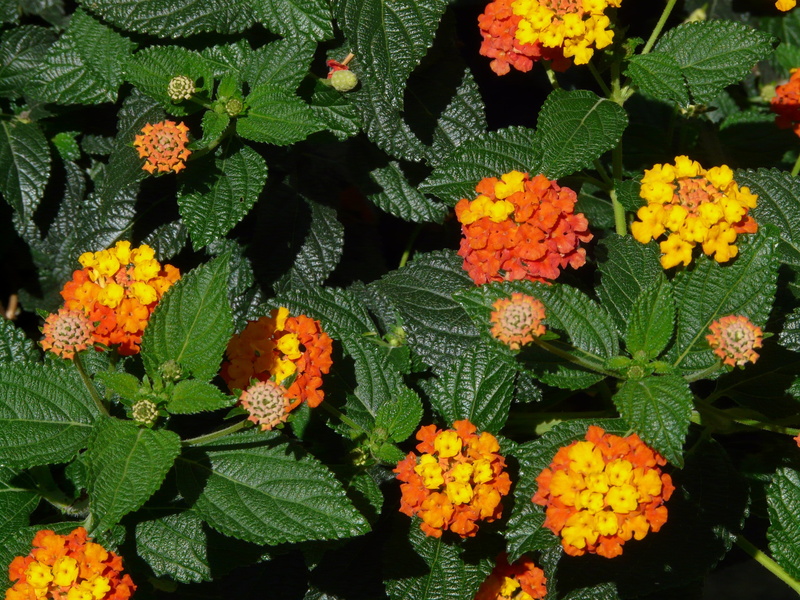 high angle view, ornamental plant, vulnerability, yellow, fragility, leaf, inflorescence, outdoors, petal, blossom, flower, no people, lantana, freshness