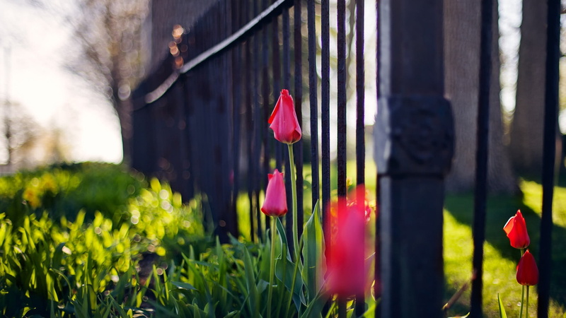 pink flowers, flowers, 1080P, fence, depth of field, nature, bokeh