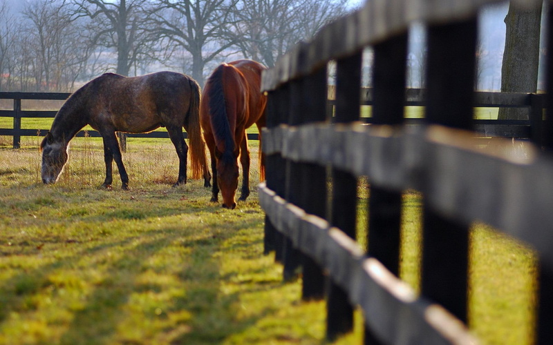 beauty, pasture, two, photography, fence, nature, 1080P, horses, brown, green, tame, grazing, animals, field