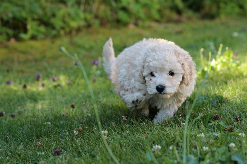 sweet, 2K, pet, portrait, dog, white puppy, canine, cute, nature, playful, domestic, pets, curious, young, land, miniature poodle, green color, adorable