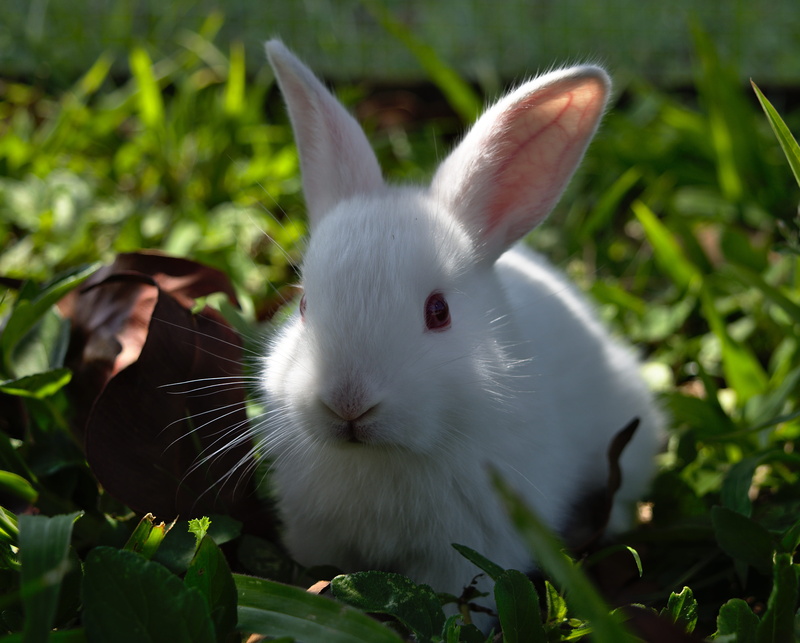 whisker, leaf, animal, 4K, plant, day, animal wildlife, animal head, nature, rabbit, animal themes, plant part, little, easter, funny, outdoors, rabbit - animal