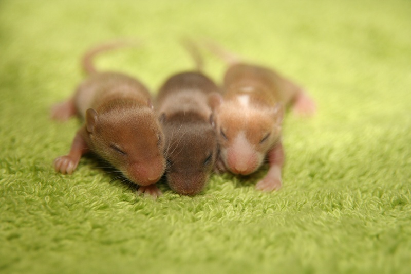 2K, brown, animals in the wild, animal family, relaxation, group of animals, no people, mammal, pets, animal, green color, plant, animal wildlife, vertebrate