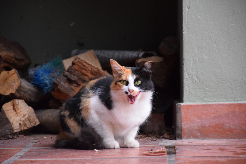 animal, domestic animals, kitten, animal head, vertebrate, domestic cat, one animal, animal themes, whisker, portrait, mammal, sitting, no people, animals