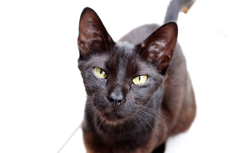 close-up, yellow eyes, tamed, cat, black color, kitten, no people, portrait, one animal, animal, beautiful, domestic cat, gata, domestic, studio shot, animal body part