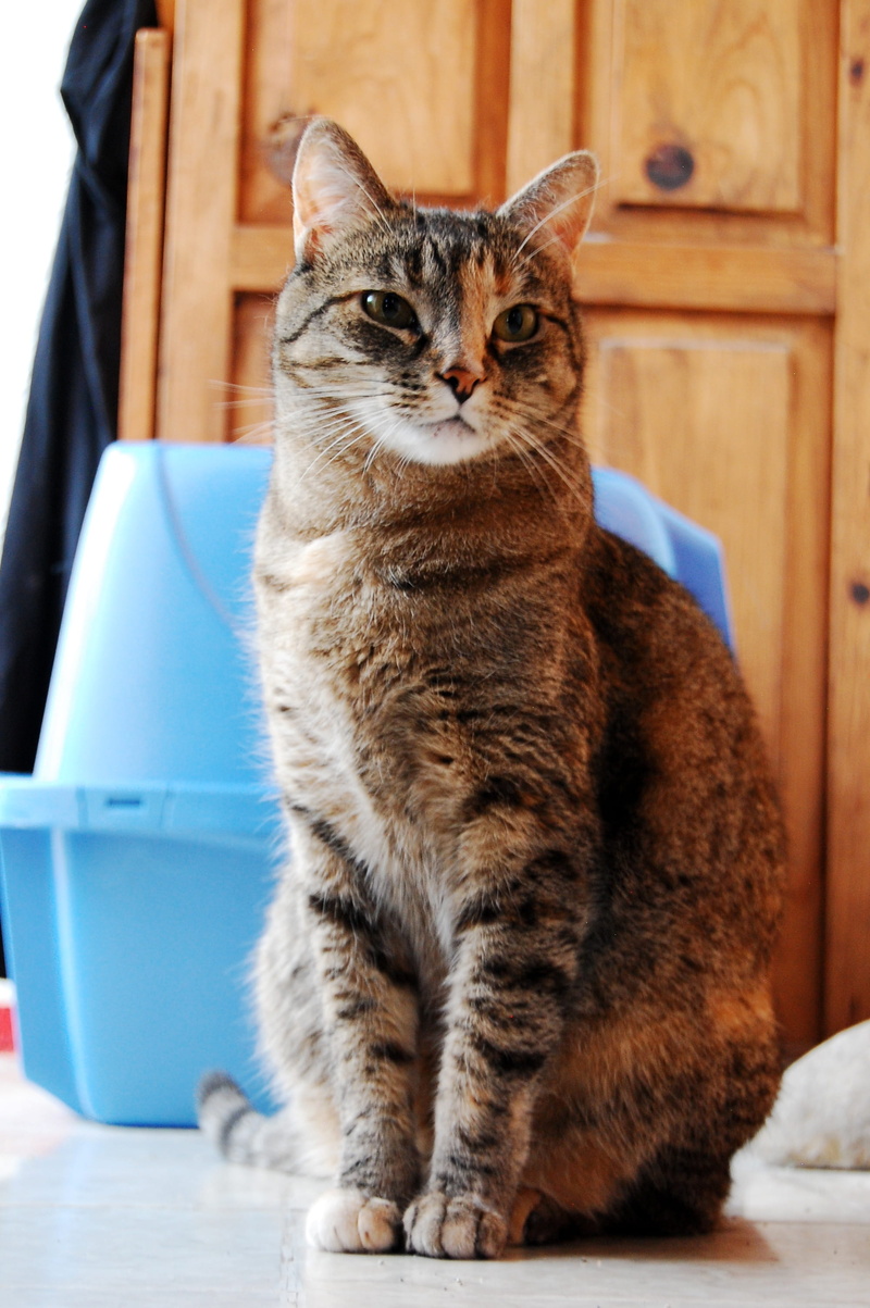 sandbox, cats, animal, whisker, home interior, coffee, tabby, nice, animal themes, focus on foreground, no people, one animal, domestic cat, tamed, looking at camera
