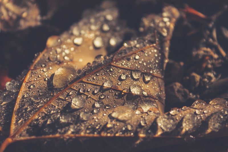 water, autumn, drop, food and drink, dew, selective focus, leaves, dead leave, nature, dead leaves, trees, forest, seafood, brown, frozen, rosée, tree