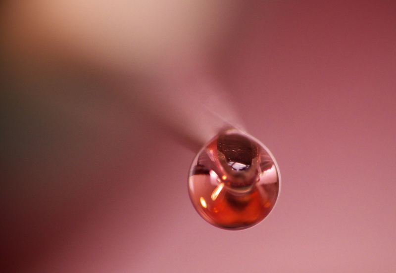 du, dewdrop, macro, close up, photo, picture, backgrounds, de, goutte, zoom, close, fleur, centaure, alpha, 1080P, eau, image  capture, nature morte