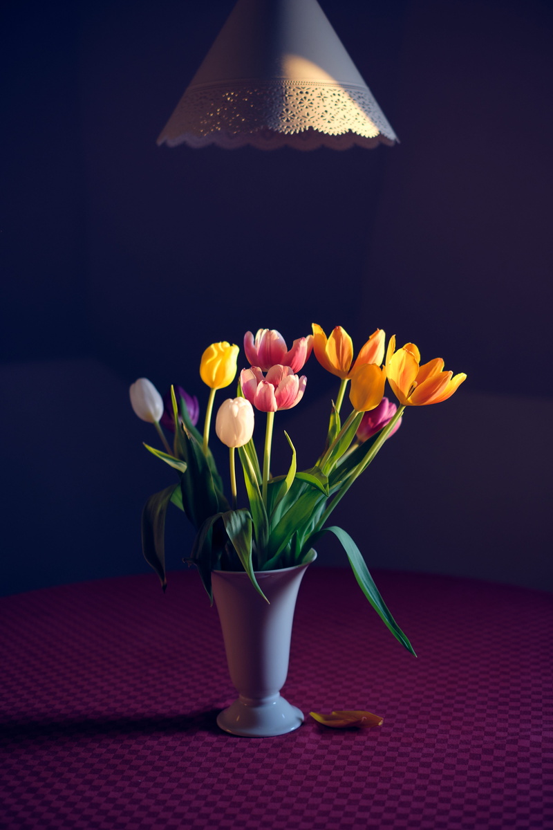 no people, vase, tulip, bouquet, plant, table, yellow, arrangement, lamp, vulnerability, blossom, indoors, flower, freshness, sunset, flower head, 5K
