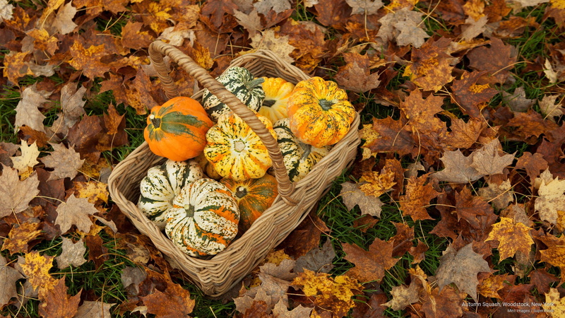 autumn, 2K, york, woodstock, Fall, new, squash