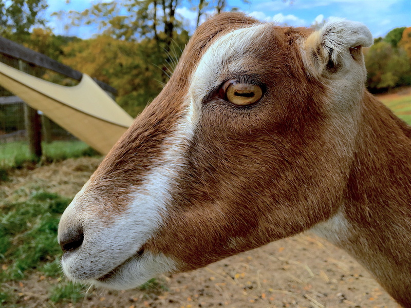 one animal, head, close-up, agriculture, animal head, rural, herbivorous, adult, animal themes, animal body part, goat, domestic animals, farm, profile view