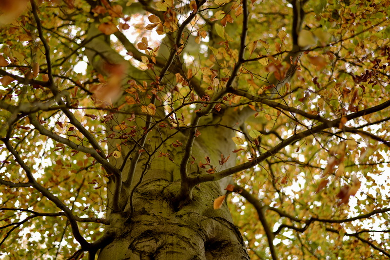 blossom, focus on foreground, growth, outdoors, trunk, united kingdom, woodstock, 5K, nature, tree canopy, tree, branch, no people, maple leaf, tree trunk