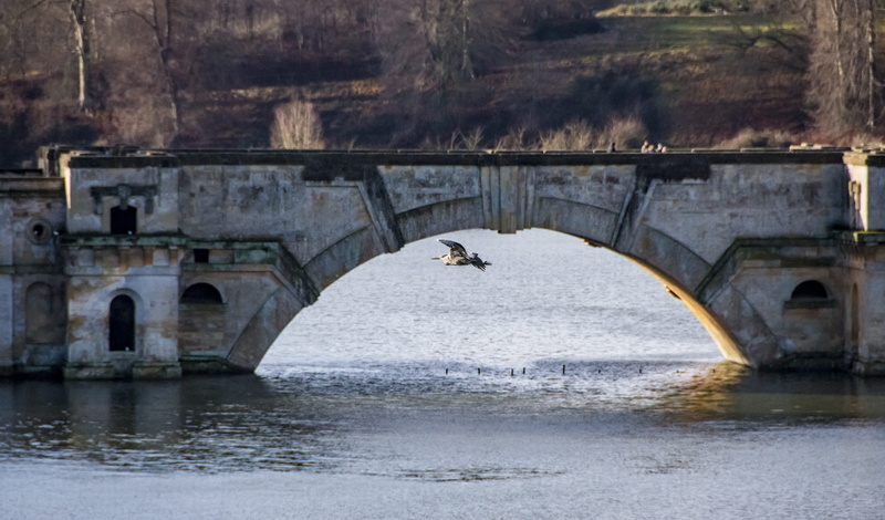 river, woodstock, one animal, heron, bird, architecture, 5K, animal, no people, lake, nature, animal wildlife, dom, connection, united kingdom, day, hunting