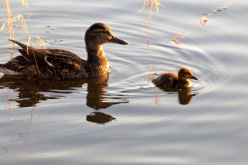 young bird, reflection, young animal, nature, no people, descendant, 2K, animal wildlife, Cub, day, animals And Pets, animal family, lake, animals In The Wild