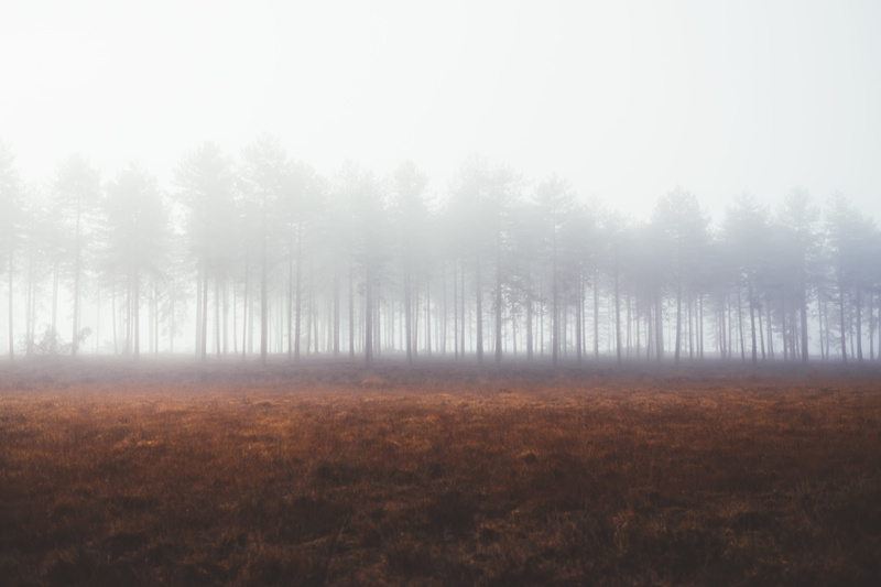 outdoors, sky, descends, pine woodland, scenics - nature, woodland, trees, 4K, day, fog, no people, land, coniferous tree, mist, non-urban scene, landscape