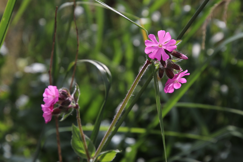 alpine, 5K, inflorescence, freshness, vulnerability, pink, flora, flowers, flowering plant, plant stem, no people, tender, season, flower, wild flowers
