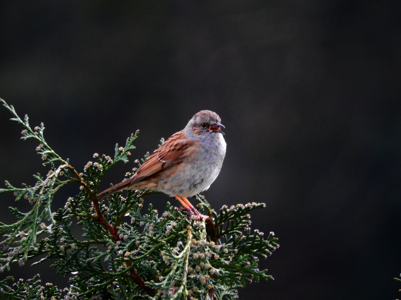 fauna, low angle view, beauty in nature, dunnock, modest, plant, 4K, animal themes, no people, perching, ruhr area, animals in the wild, full length, forest