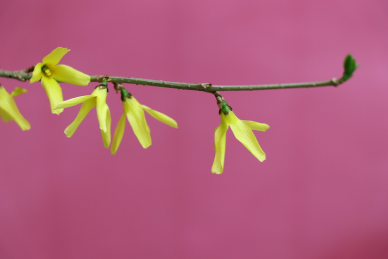 clothesline, nature, freshness, no people, healthy eating, modest, flower, background, food and drink, minimalism, food, 5K, gift, indoors, flowers, focus on foreground
