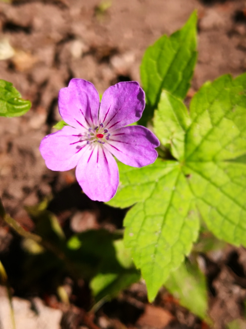 flower, 4K, simplicity, day, close-up, selective focus, growth, purple, focus on foreground, no people, leaf, pure, inflorescence, flowering plant, flower head