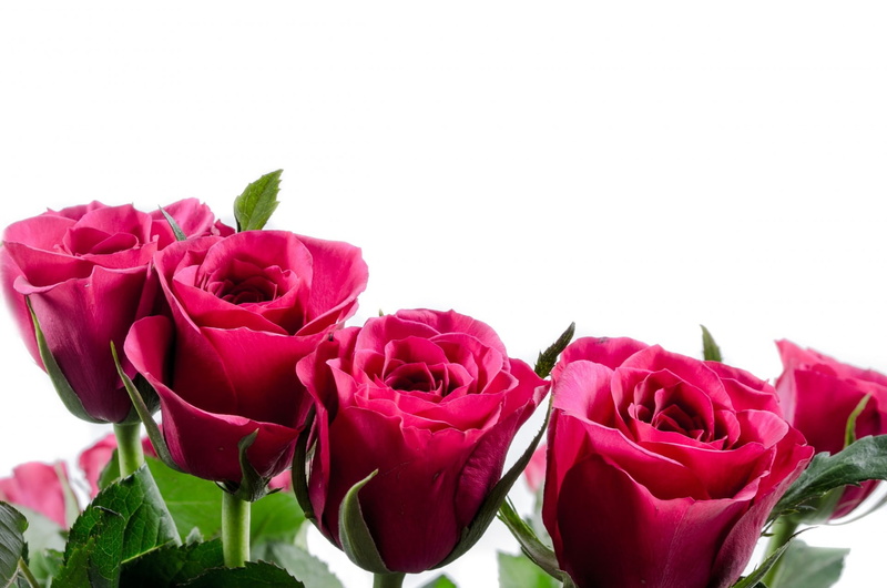 freshness, gift, decoration, art, red, 1080P, bunch of flowers, flower arrangement, nature, flowering plant, background, studio shot, beauty in nature