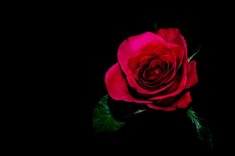 flower, copy space, fragility, beauty in nature, plant, gift, freshness, isolated, background, close, nature, close-up, flowers, red, 1080P, studio shot