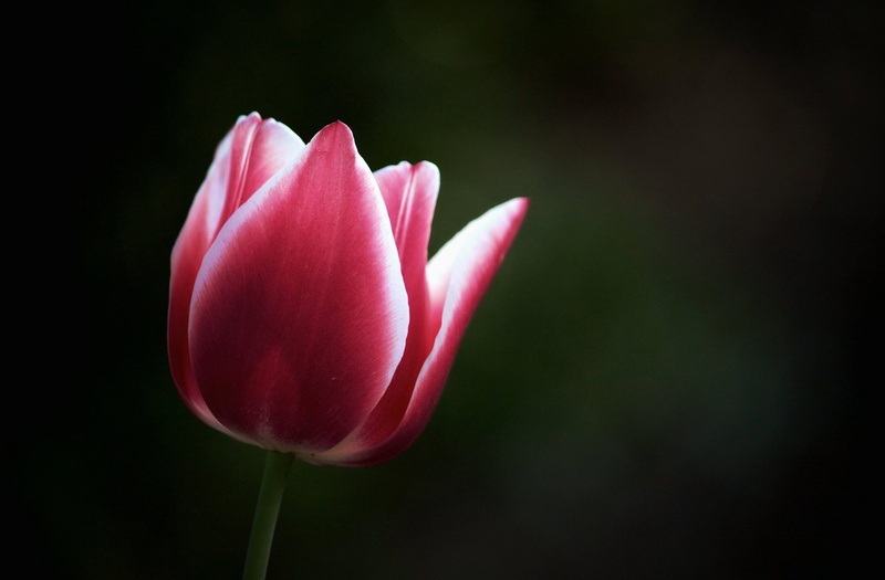 Japan, close-up, remember, black background, himiseasidebotanicalgarden, freshness, himi, flower head, inflorescence, Tulip, beauty in nature, days, plant