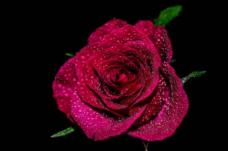 softness, beauty in nature, flowers, purple, flower, art, rose - flower, decoration, rose, closeup, leaves, remember, drop, growth, outdoors, love, gift