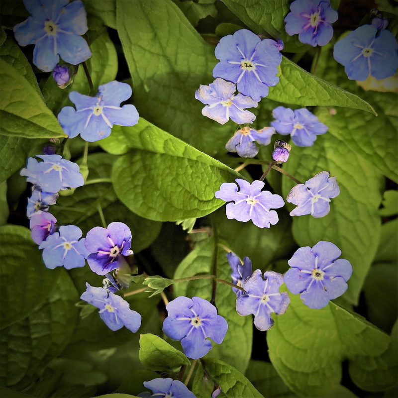 beauty in nature, no people, flower head, green color, outdoors, close-up, early bloomer, bunch of flowers, springtime, day, 1080P, growth, resistant
