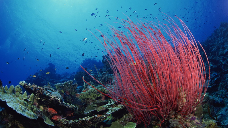 colorful, animal themes, large group of animals, coral, saltwater, aquatic, nature, fish, deep, animal, ecosystem, water, sea, exotic, invertebrate, no people