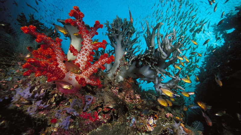 colony, coral reef, hardcoral, underwater, animal themes, depth, animal wildlife, ecosystem, natural elevation, saltwater, nature, invertebrate, reef, wet