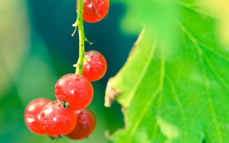 1080P, hd, current, fruits, branch