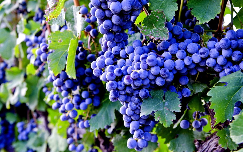 1080P, grapes, black, nature and landscapes, fruits, currents, healthy