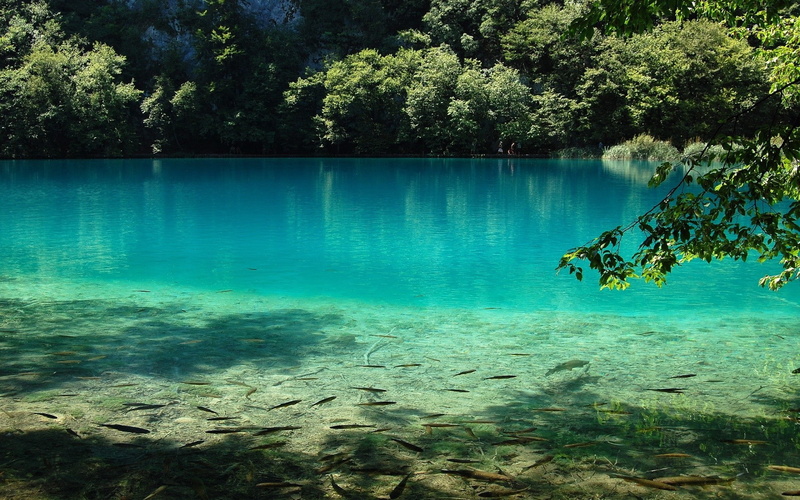animal wildlife, 1080P, swimming, scenics - nature, animals in the wild, clean, day, tree, plant, underwater, lake, reflection, tranquility, fish, beauty in nature