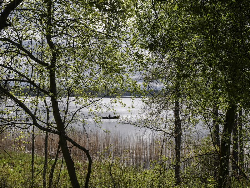 green color, branch, no people, scenics - nature, mouse ears, boat, landscape, plant, outdoors, forest, beauty in nature, spring, idyllic, lake, land, tranquility