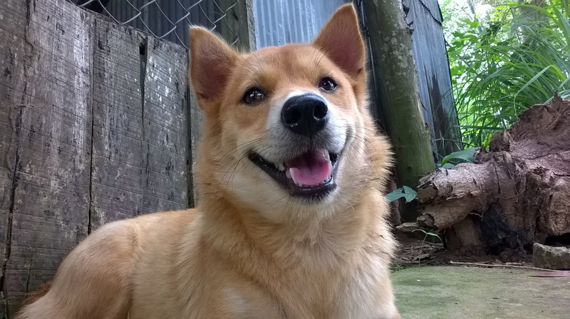 domestic, wood - material, domestic animals, one animal, portrait, animal themes, canine, animal body part, looking at camera, mouth open, day, pet, animal head
