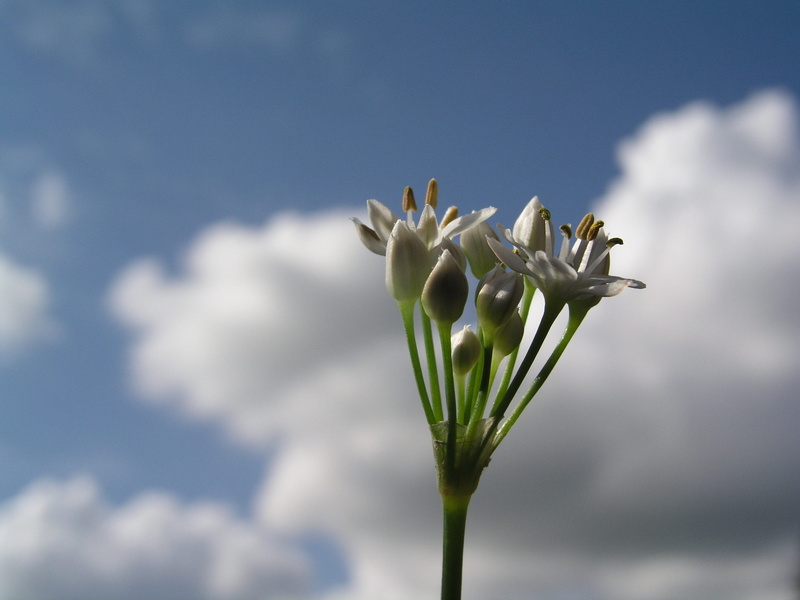 fragility, alum, outdoors, close-up, no people, flower, plant, vulnerability, sky, freshness, low angle view, beauty in nature, nature, flowering plant