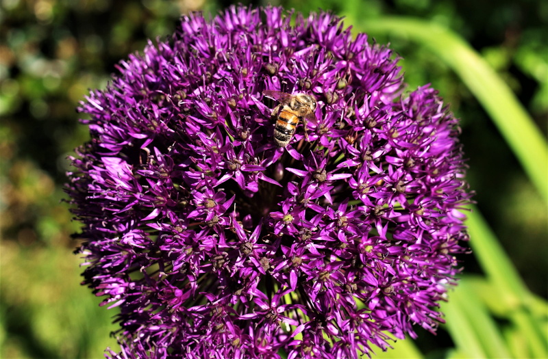 vulnerability, 2K, beauty in nature, petal, one animal, fragility, purple, animal wildlife, animals in the wild, plant, freshness, no people, insect, alum
