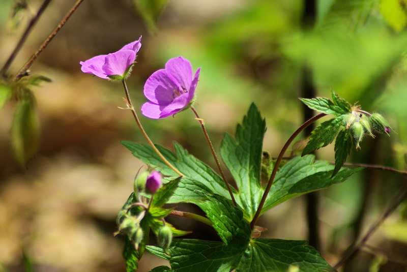 bloom, green color, root, inflorescence, virginia, shenandoah, wildflower, flower head, nature, park, day, skyline, no people, freshness, 2K, stamen, flower