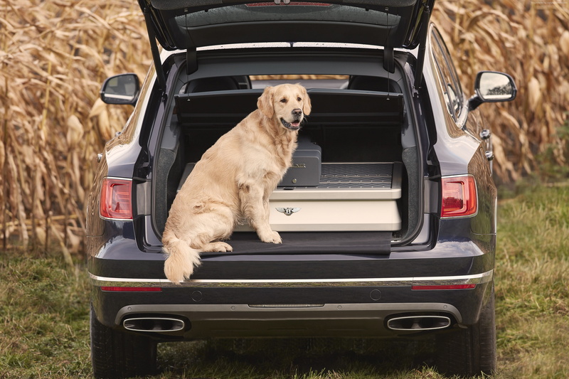dog, 2018 Cars, 4k, 2K, Bentley Bentayga Field Sports