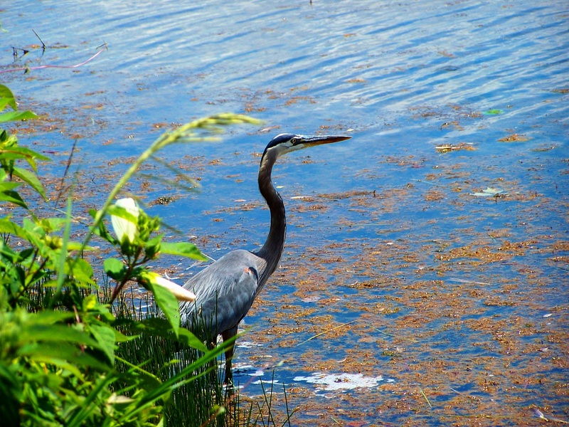 bird, clouds, sky, wetland, 2K, animal wildlife, perching, animal, animal themes, one animal, habitat, natural, water bird, heron, wildlife, blue heron
