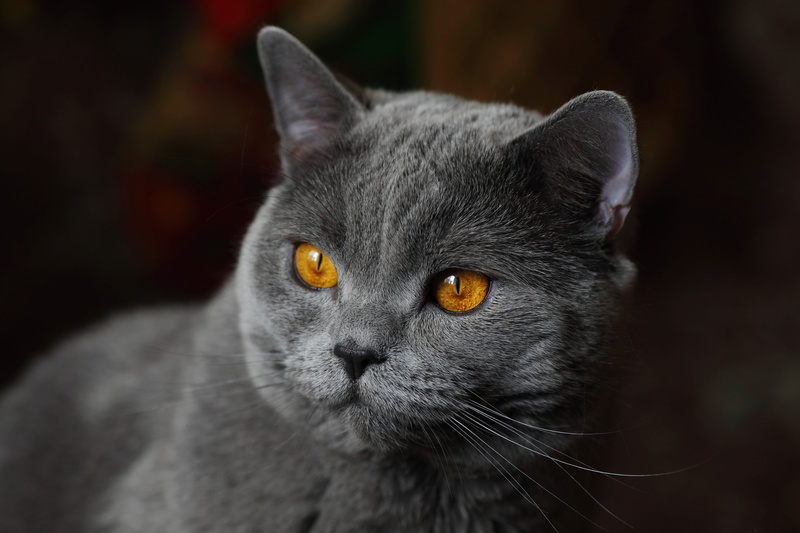 5K, muzzle, portrait, British Shorthair, background, cat, look