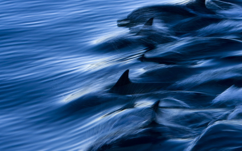 dolphins, speed, splashing, water, 1080P, sea, lot