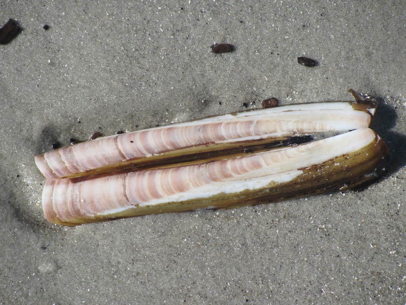 one animal, nordsee, marine, land, vertebrate, high angle view, close-up, beach, nature, pollution, day, no people, still life, abandoned, animal wildlife