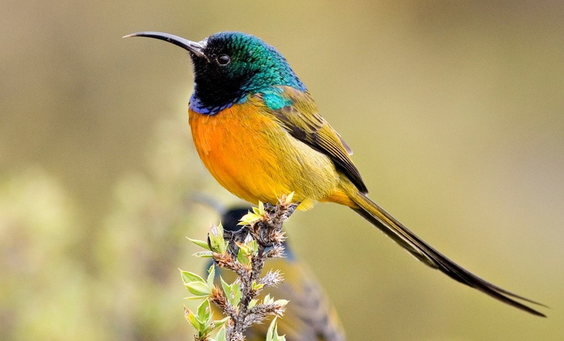 colorful, sunbirds, 720P, bird