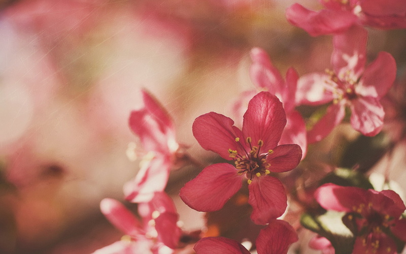 crimson, nature and landscape, beautiful, 1080P, flower