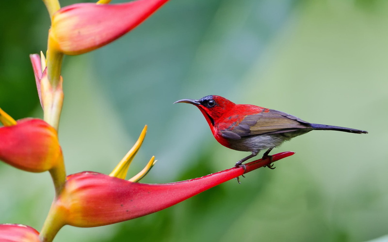 flower head, animal, pink, crimson, Animals, animal themes, close-up, vertebrate, 1080P, sunbird, flowering plant, perching, outdoors, animals in the wild