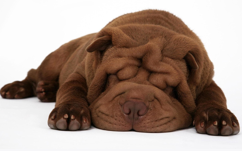 pei, shar pei, puppy, shar, animals, 1080P