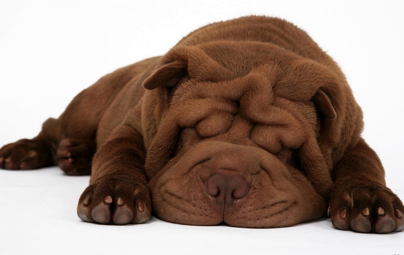 pets, chocolate, lying Down, mammal, animal head, domestic Animals, cut Out, mastiff, adult, eyes closed, shar, looking, animal body part, purebred Dog
