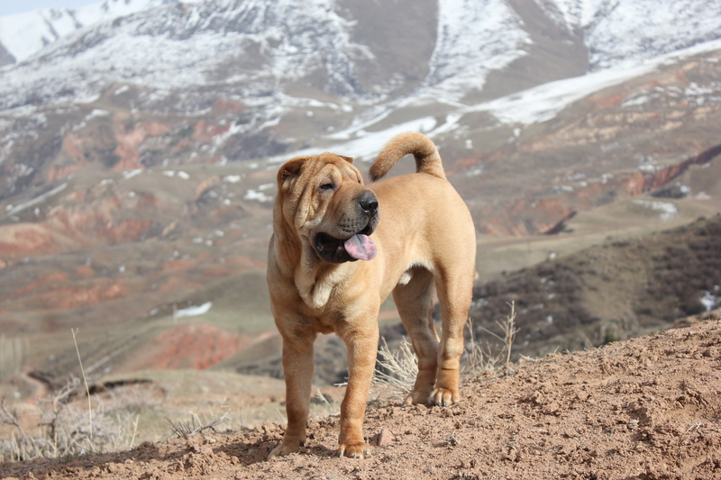day, canine, no people, adult, dog walking, shar, shar pei, purebred Dog, snow, domestic Animals, outdoors, friendship, retriever, mammal, nature, chinese